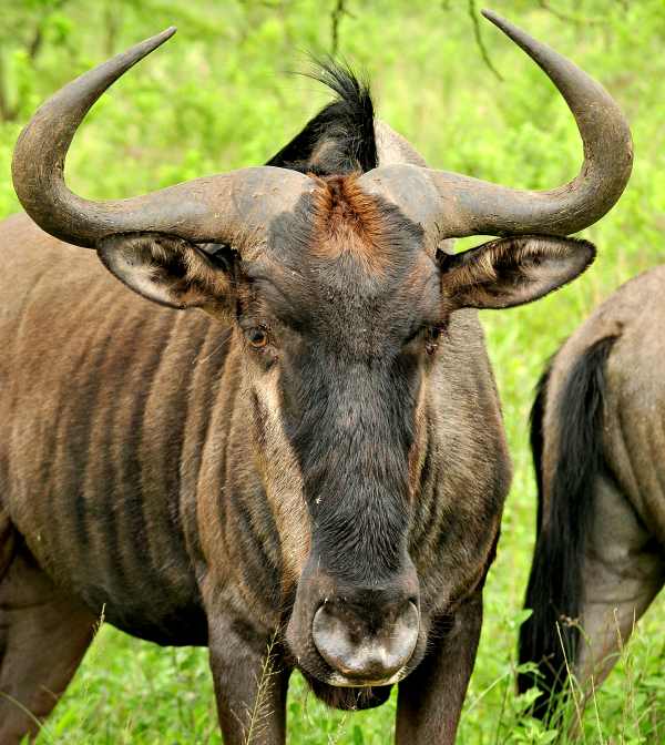 Portrait of a Blue Wildebeest