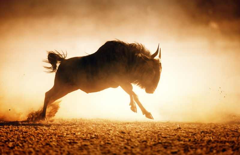 Blue Wildebeest in dust