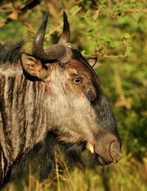 Blue Wildebeest adult