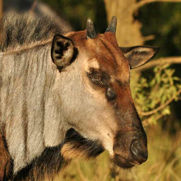 Blue Wildebeest juvenile
