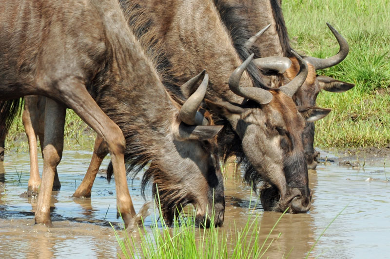 Blue Wildebeest