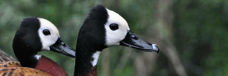 White-faced Ducks