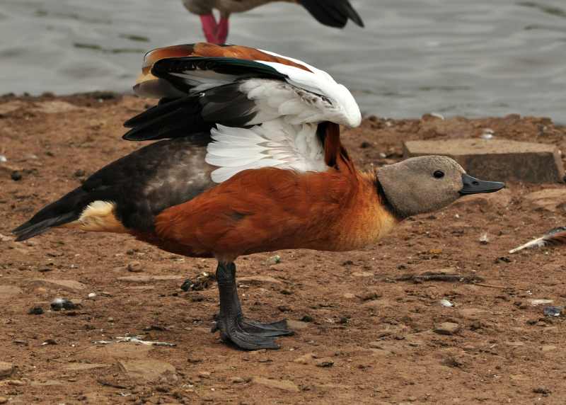 South African Shelduck