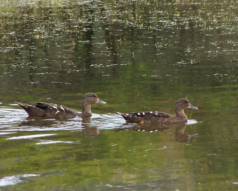 African Black Ducks