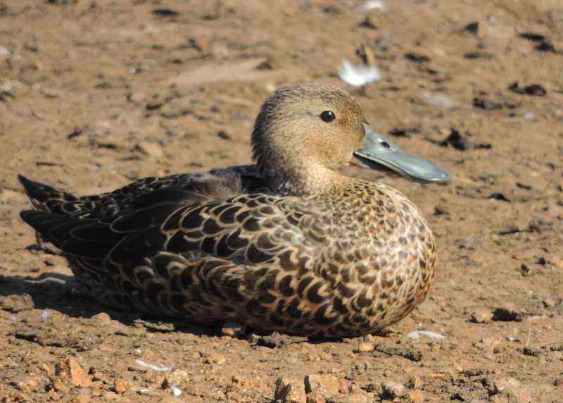 Cape Shoveler