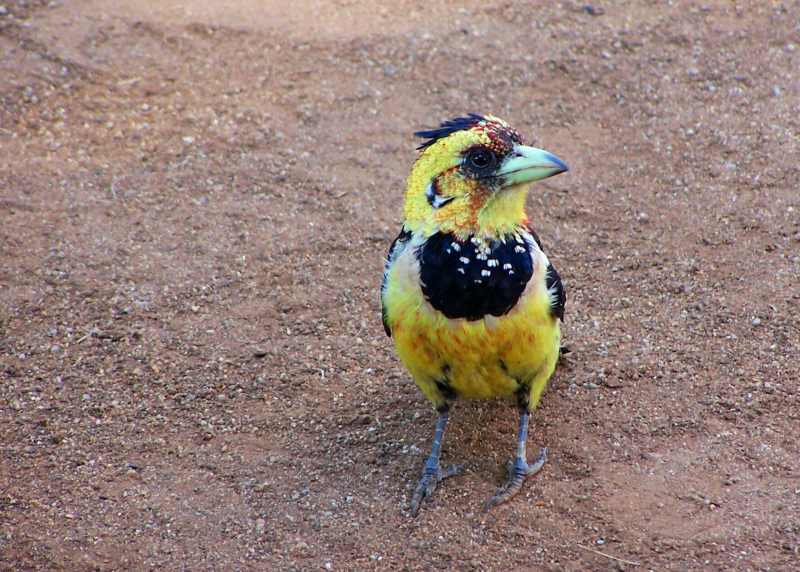 Crested Barbet at Satara in Kruger National Park