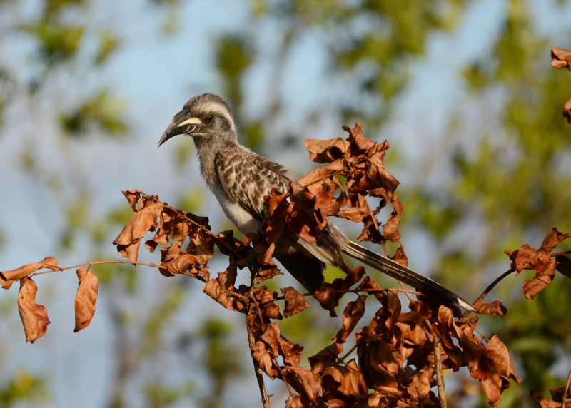 African Grey Hornbill in Kruger National Park