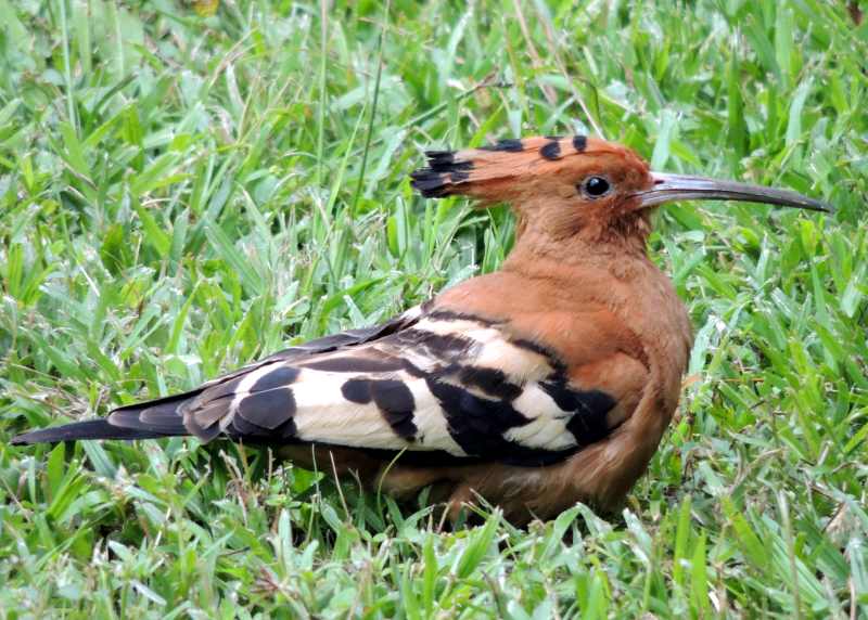 African Hoopoe