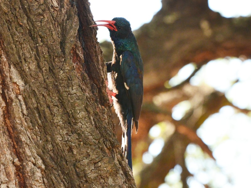 A Green Wood-Hoopoe in Kruger National Park