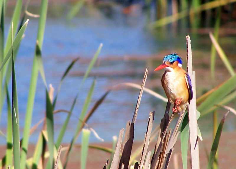 Malachite Kingfisher