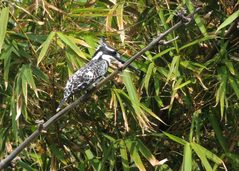 Pied Kingfisher