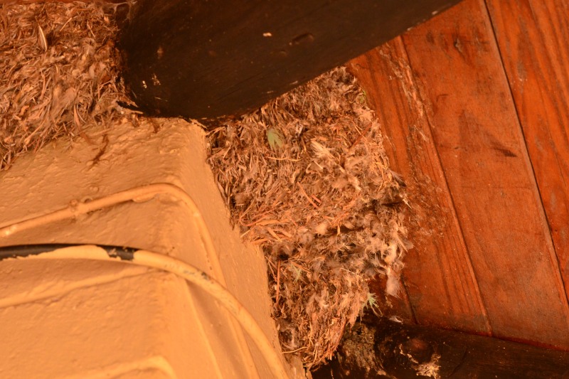 Nest under a roof