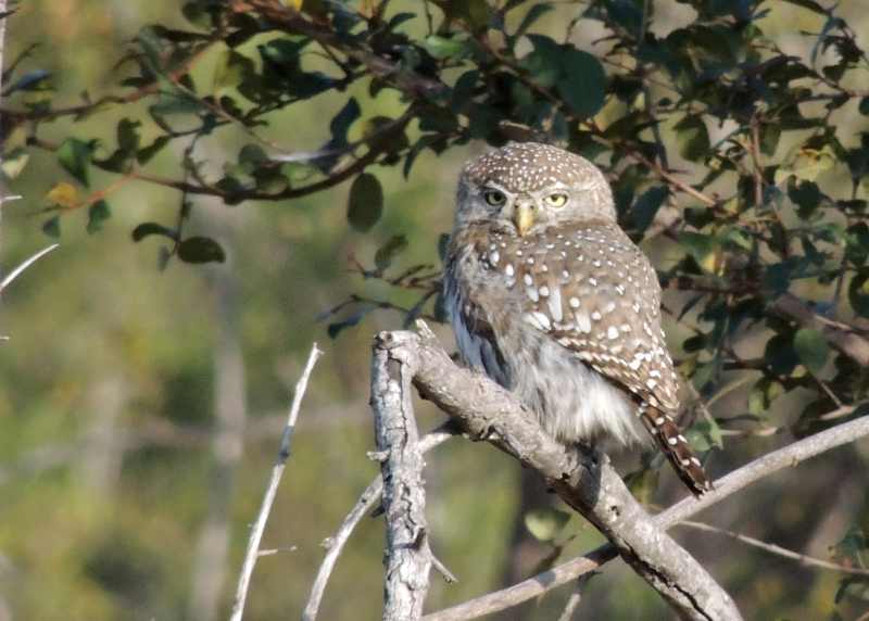 Pearlspotted Owl