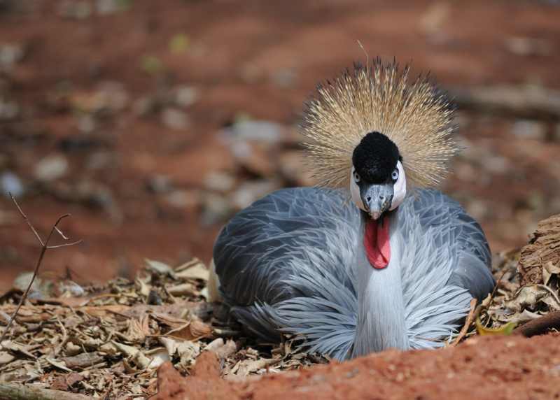 Grey Crowned Crane