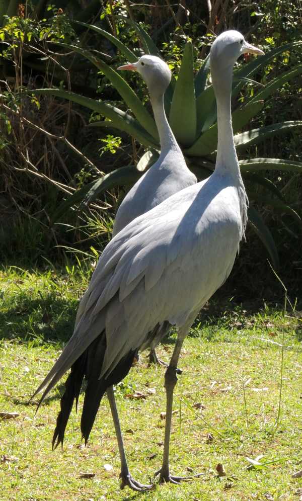 Blue Crane