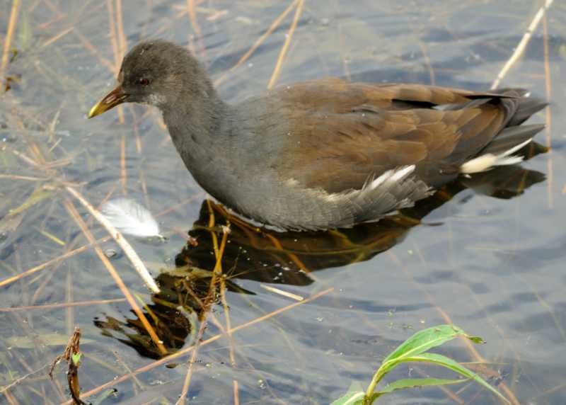 Juvenile Common Moorhen