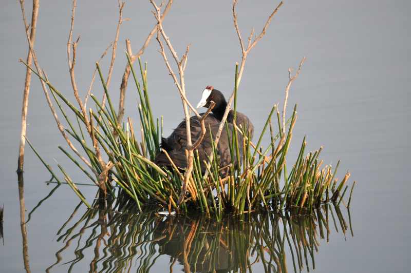 Red-knobbed Coot