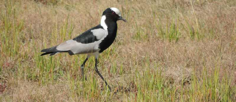 Blacksmith Lapwing
