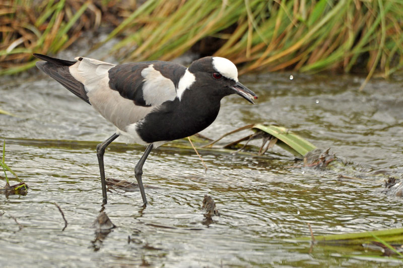 Blacksmith Lapwing