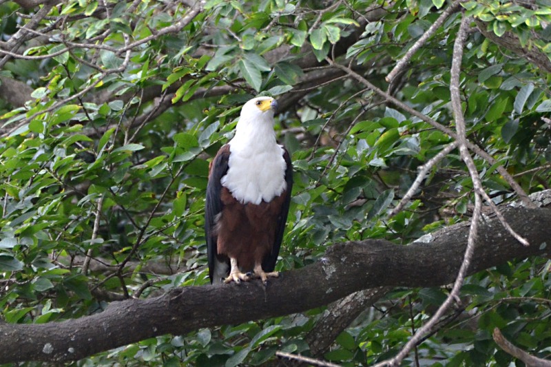 African Fish-Eagle