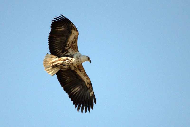 Juvenile African Fish-Eagle