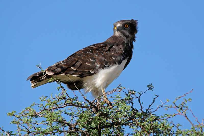 Black-chested Snake Eagle