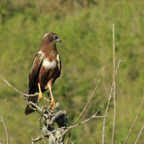 An African Marsh Harrier patrols the grasslands looking for prey