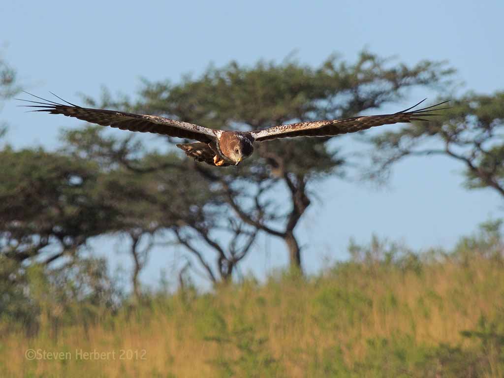 An African Marsh Harrier patrols the grasslands looking for prey