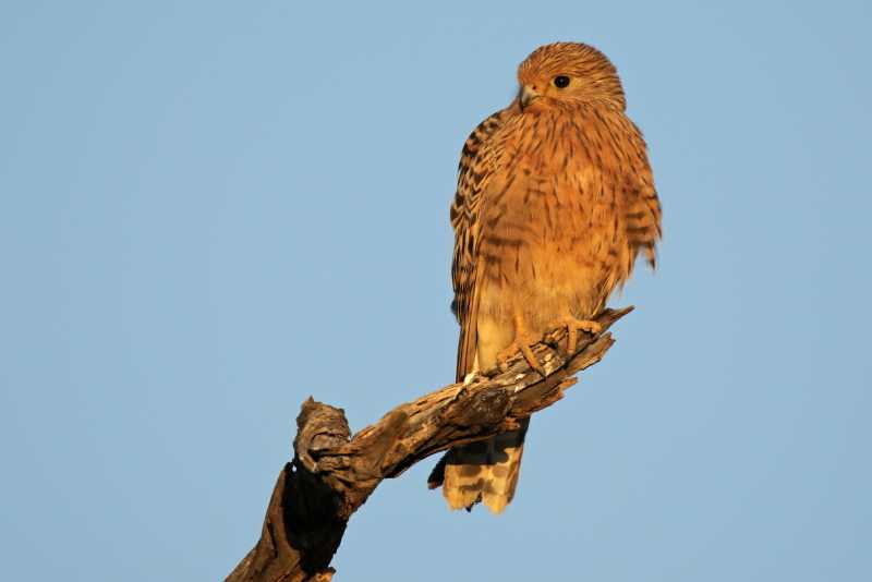Greater Kestrel