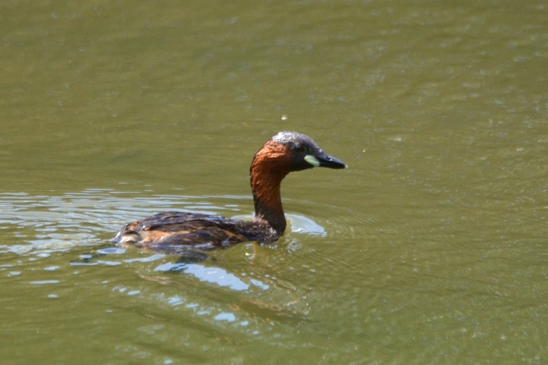 Little Grebe