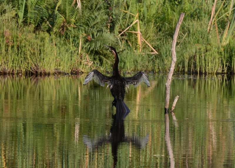 African Darter sunning itself at Kenneth Stainbank Nature Reserve