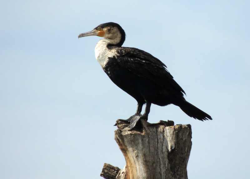 White-breasted Cormorant
