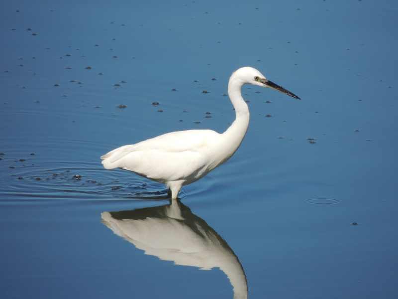 Little Egret at Amanzimtoti