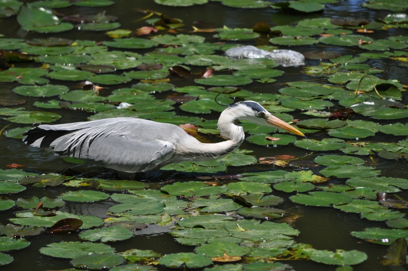 Grey Heron