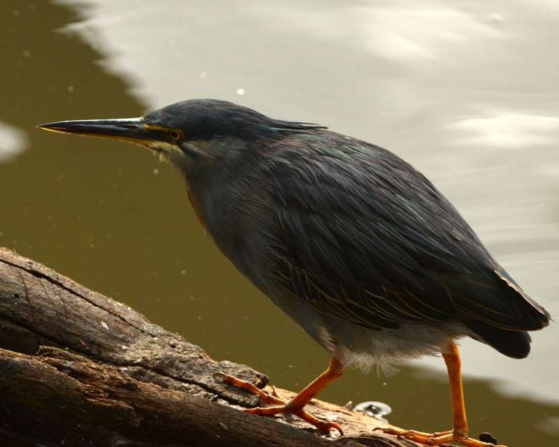 Green-backed Heron