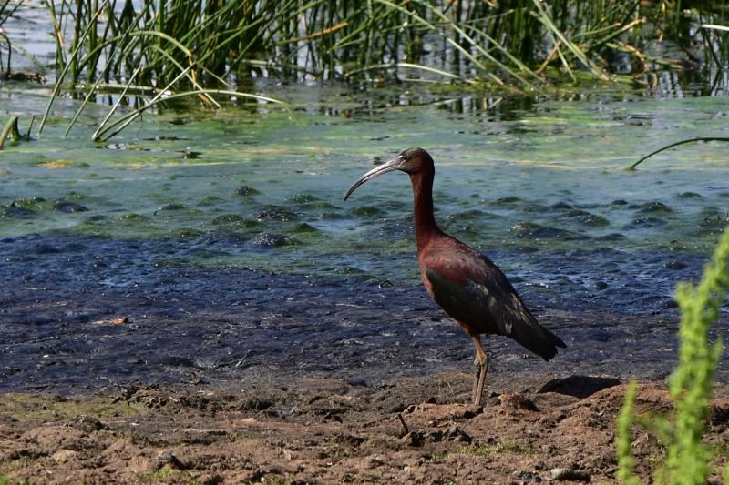 Glossy Ibis are often seen at the water's edge