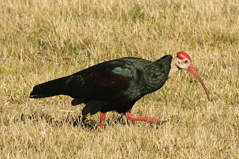 Southern Bald Ibis