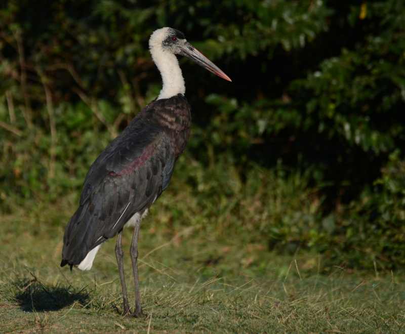 Woolly-necked Storks are quite common at Umlalazi Nature Reserve near Mtunzini