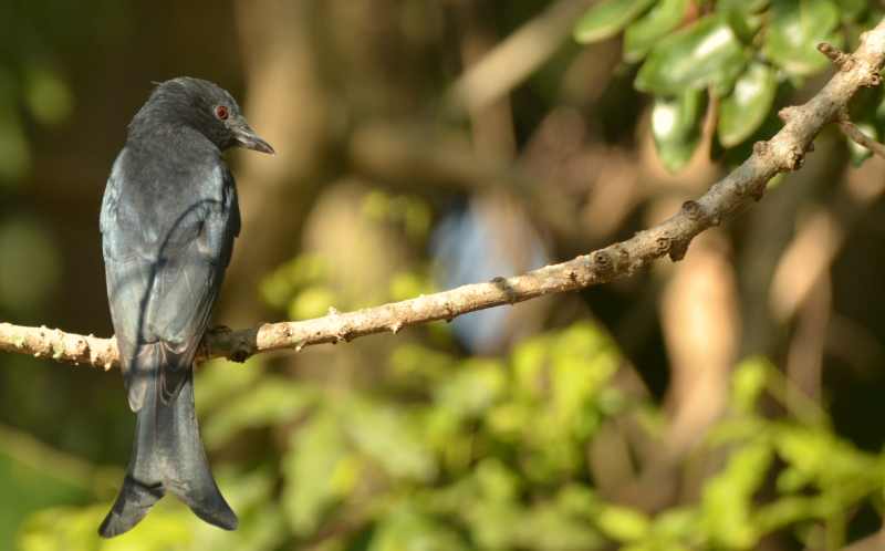 Fork-tailed Drongo at Kenneth Stainbank Nature Reserve