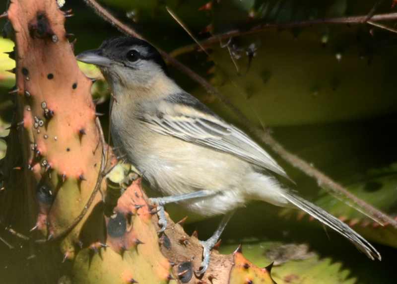 Black-backed Puffback in Kruger National Park