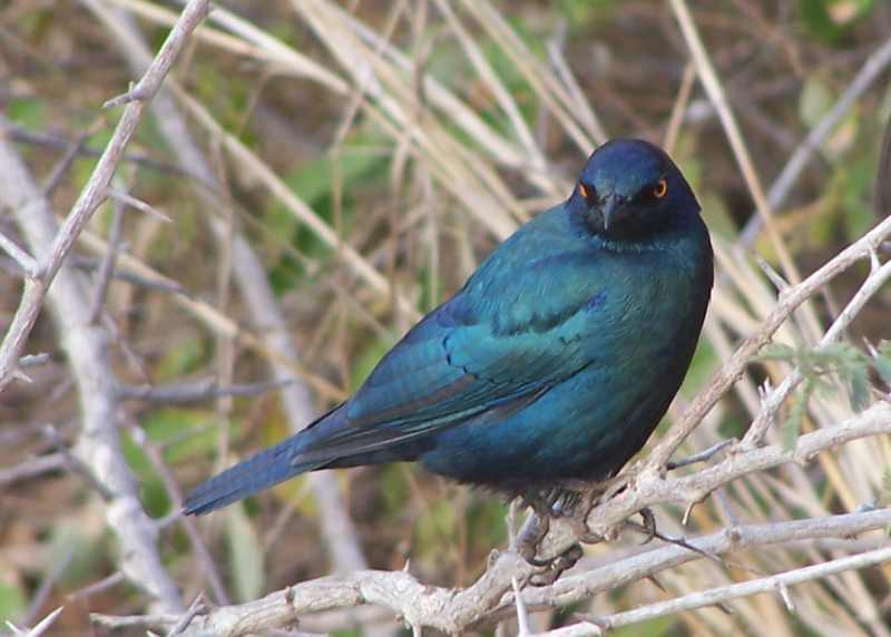 Cape Glossy Starling