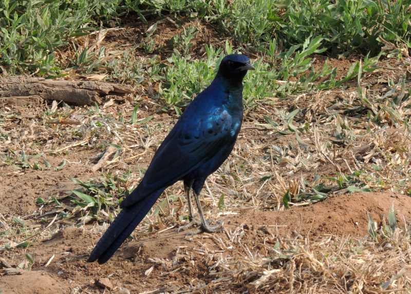 Most often you will see Buchell's Starlings on the ground