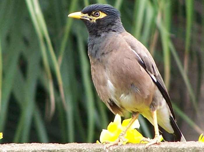 Common Myna