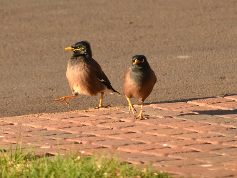 Pair of Common Mynas