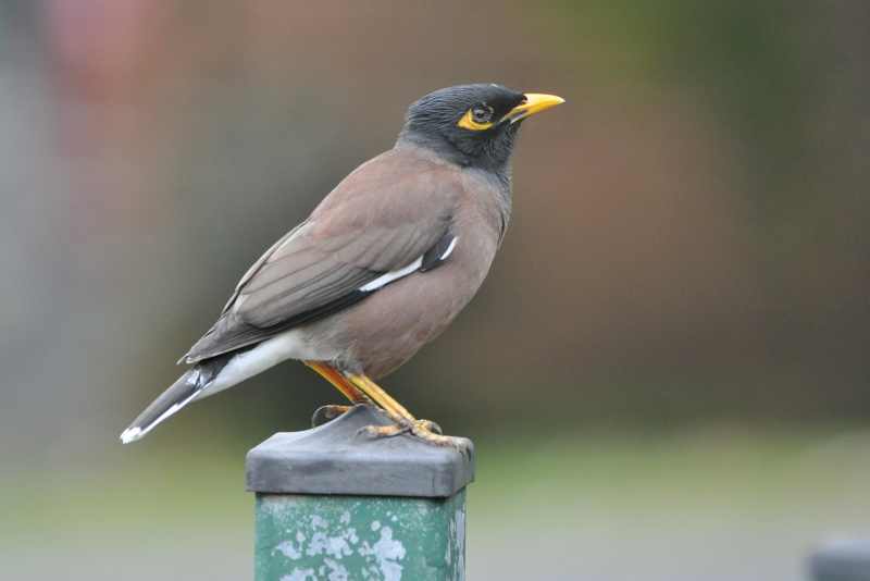 Common Mynas like to share our gardens with us