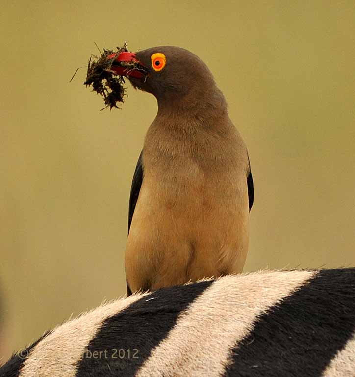 A Red-billed Oxpeckers on the back of a zebra in Hluhluwe Game Reserve. It has fresh dung in its bill which will presumably be used as nesting material.
