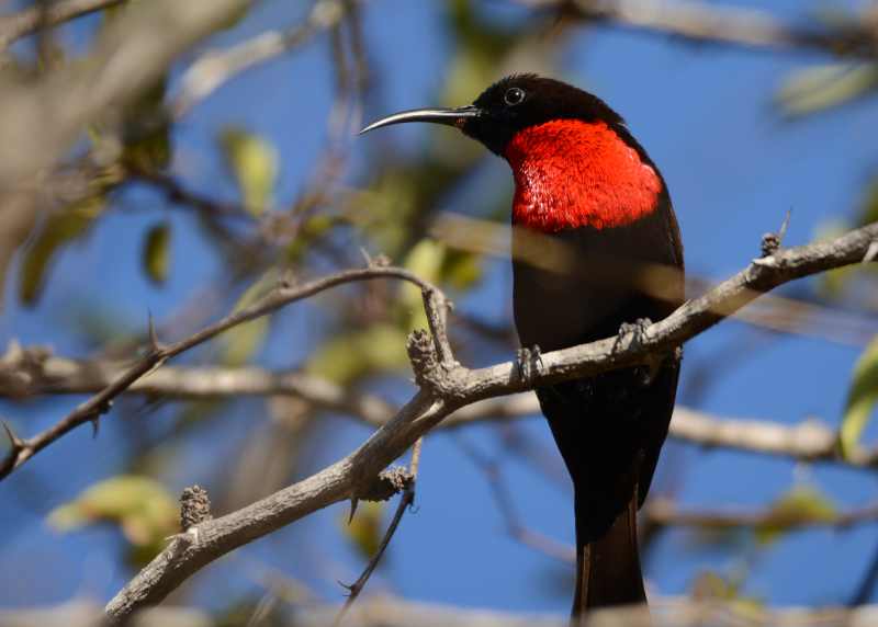 Scarlet-chested Sunbird
