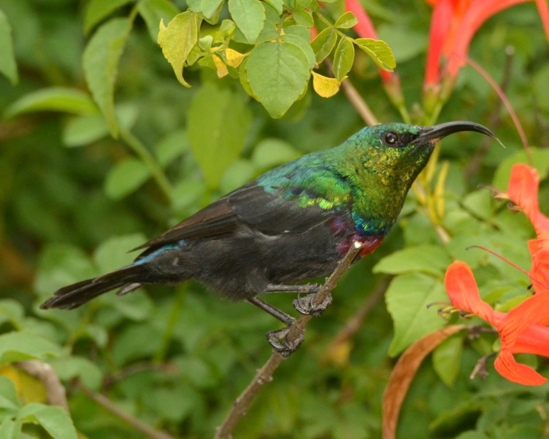 Marico Sunbird