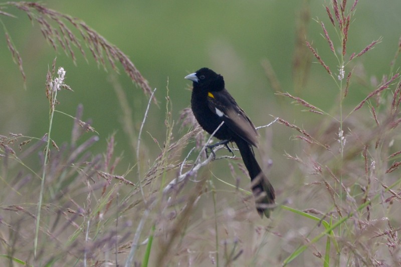 White-winged Widowbird