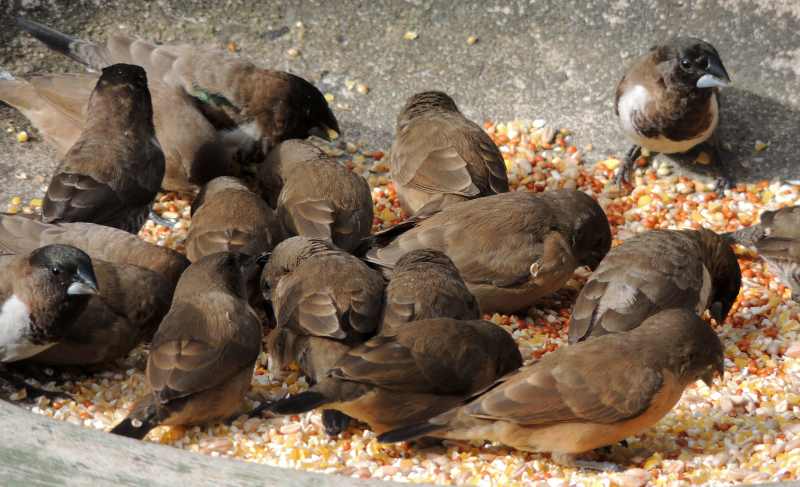 Bronze Mannikins feeding on seeds